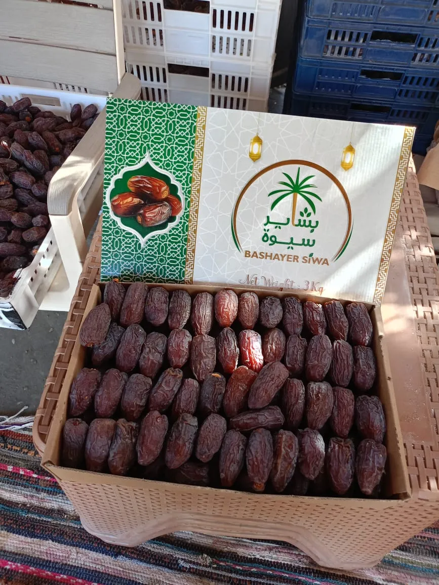 تمور بشاير سيوة معبأة وجاهزة للتسويق